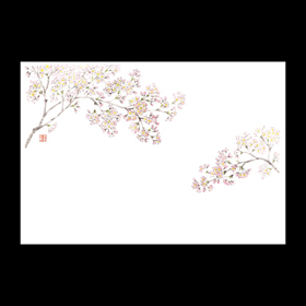 テーブルマット尺5#1259 桜 100枚 Y013096