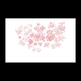 テーブルマット尺3#320 桜満開 100枚 Y004696
