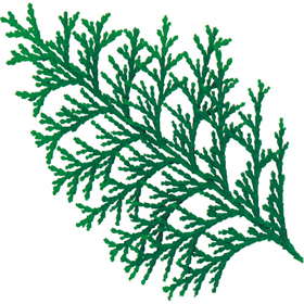 グルメシート 桧葉 丸 100枚包装 100枚 Y003678