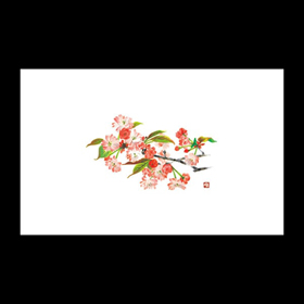 テーブルマット尺3#300 八重桜 100枚 Y004669