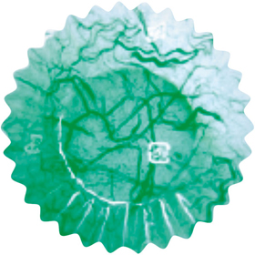 フィルムケース PET 6F 雲竜緑(500枚入) 1本 Y003920