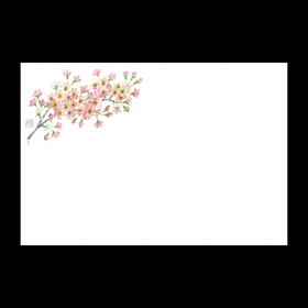 テーブルマット尺3#464 ソメイヨシノ 100枚 Y013087