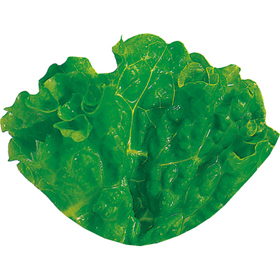 グルメシート グリーンリーフS 丸小 (100枚包装) 100枚 Y013395