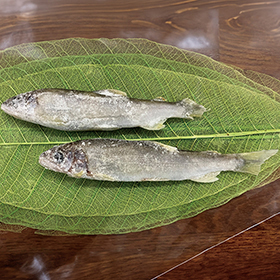 清流の稚鮎打ち粉付け 500g(40～50尾) X028028 販売期間5月-8月