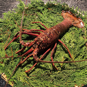 刺身用 伊勢エビ (徳用) 1尾入 21567