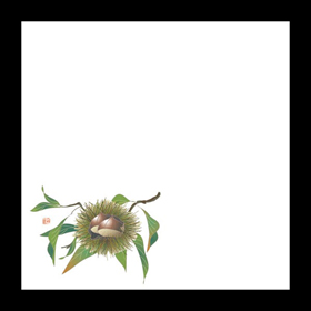 耐油天紙 4寸 くり (9～10月) 100枚入 1冊 Y004419