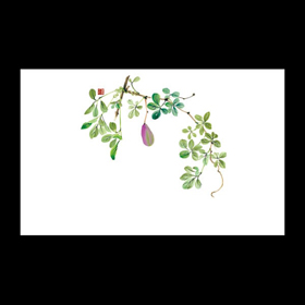 テーブルマット尺3#238 あけび 100枚 Y004606