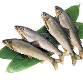 レギュラー冷凍鮎 1kg(10尾) 25808★終売