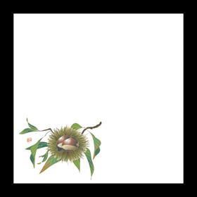 耐油天紙 5寸 くり(9～10月) 100枚入 1冊 Y004435