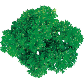 グルメシート パセリ 丸 (100枚包装) 100枚 Y013397