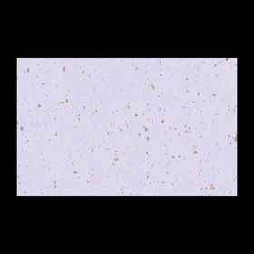 テーブルマット尺3#303 天の川(紫) 100枚 Y004674