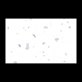 テ-ブルマット尺3#329 銀閣しろいろ 100枚 Y004705