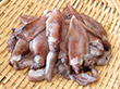 目取りホタルイカ(生冷IQF) 500g(約80～85杯入) 24033→★25643に変更