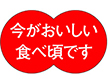 H-1577 今がおいしい食べ頃です 500枚 Y009723