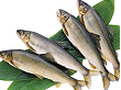 冷凍鮎 1kg(11尾入) 36072★休売