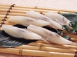 さえき)豆ふぐむき身(15-20尾入) 500g<9-2月> さえき)豆ふぐむき身(15-20尾入) 500g<9-2月>