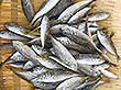 三重県産 豆あじ 400g 23889
