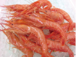アルゼンチン赤えび 20／30 2kgX027921