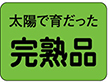 H-1542 完熟品 1000枚 Y009799