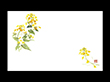 テーブルマット尺3#266 菜の花 100枚 Y004633
